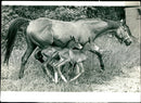Carrickant with her twin foals. - Vintage Photograph
