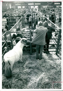 Registered Shetland ponies tries to attract a bit of Attention. - Vintage Photograph