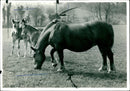 Suffolk Family Gathering. - Vintage Photograph