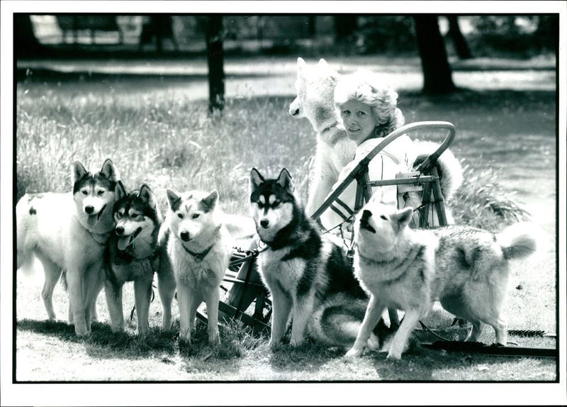 Lesley Monk with her huskies in 'Dogathon' - Vintage Photograph