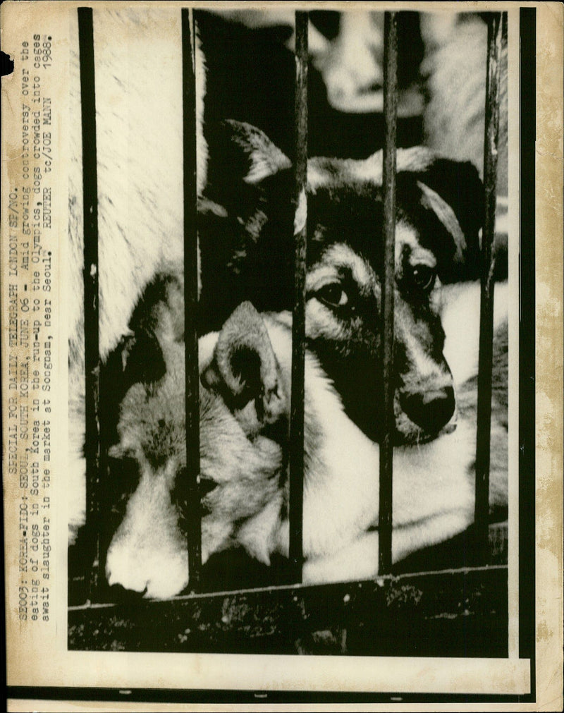 Animal Cruelty. - Vintage Photograph