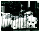 Animal Cruelty. - Vintage Photograph