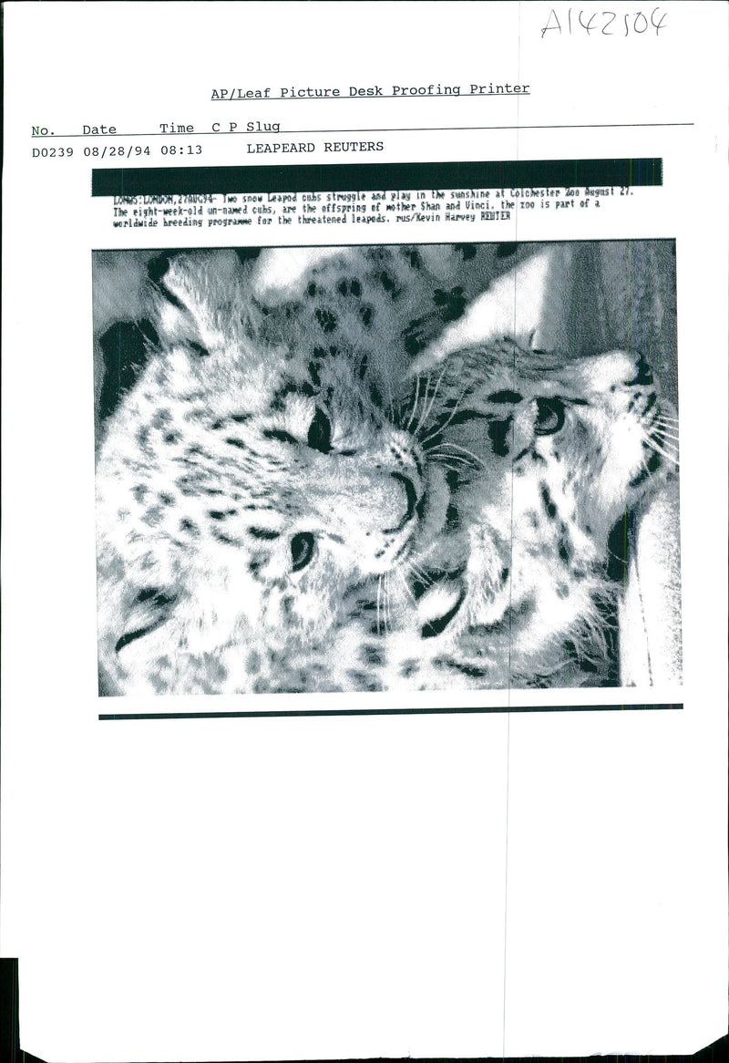 Leopard Animal. - Vintage Photograph