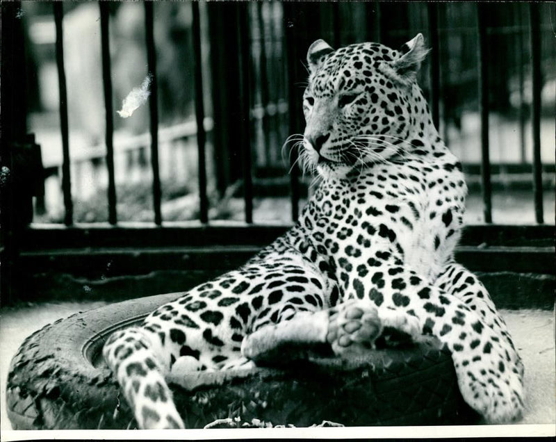 Drowsy Leopard Animal. - Vintage Photograph