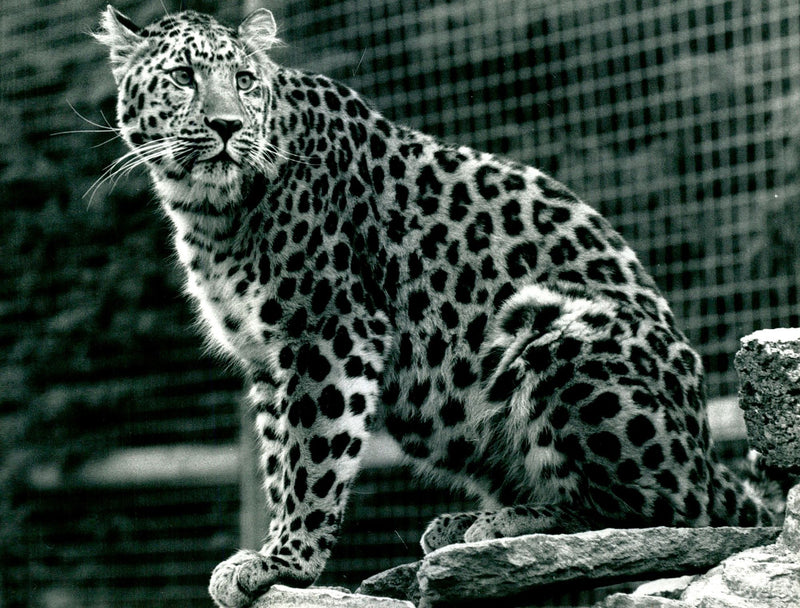 Leopard Animal. - Vintage Photograph