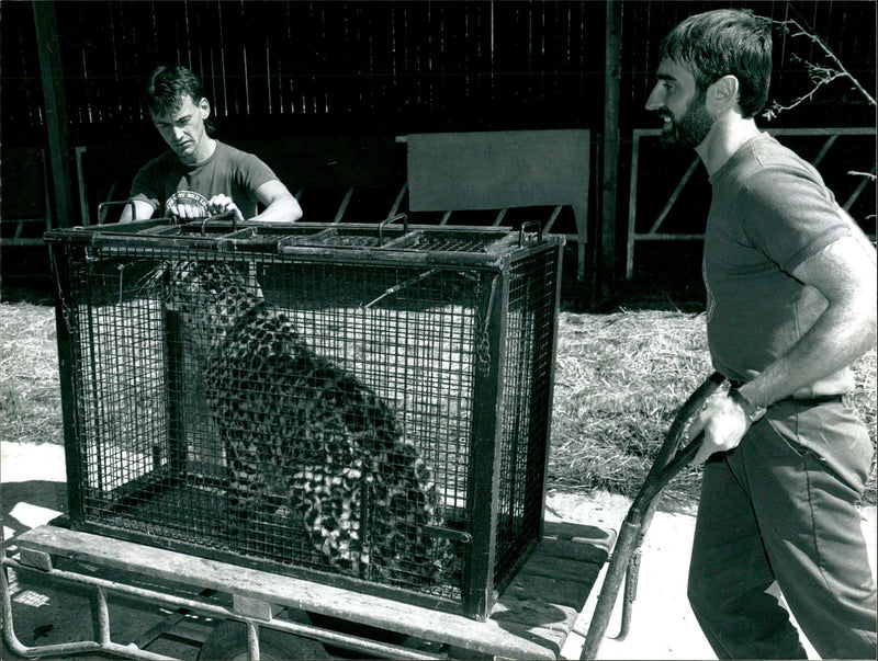 Leopard Animal. - Vintage Photograph