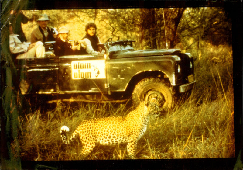 Leopard Animal. - Vintage Photograph