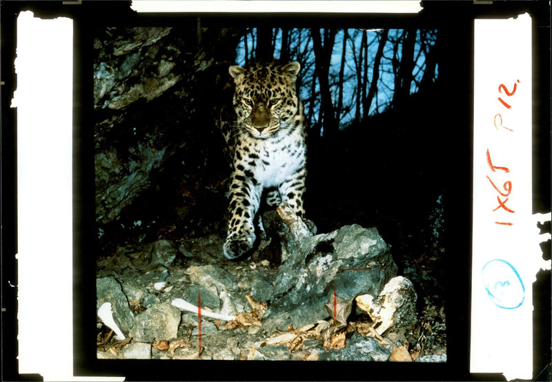 Leopard Animal. - Vintage Photograph