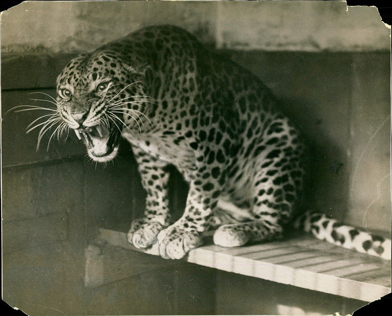 Leopard Animal. - Vintage Photograph