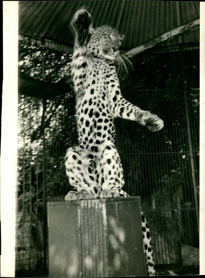 Leopard Animal. - Vintage Photograph