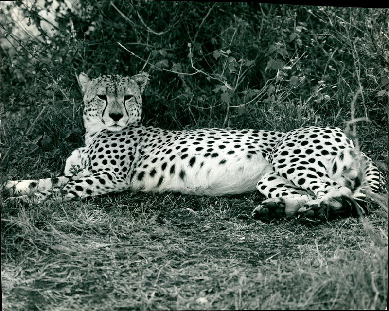 Leopard Animal. - Vintage Photograph