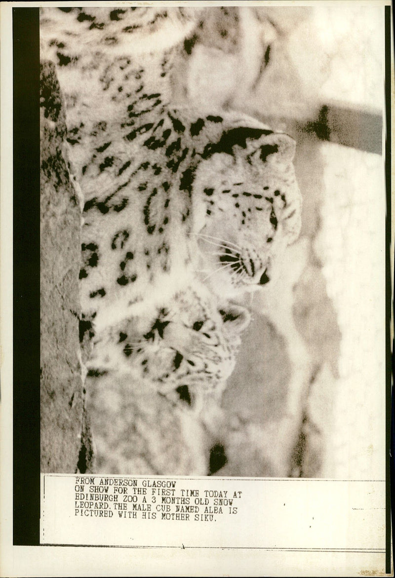 Leopard Animal. - Vintage Photograph