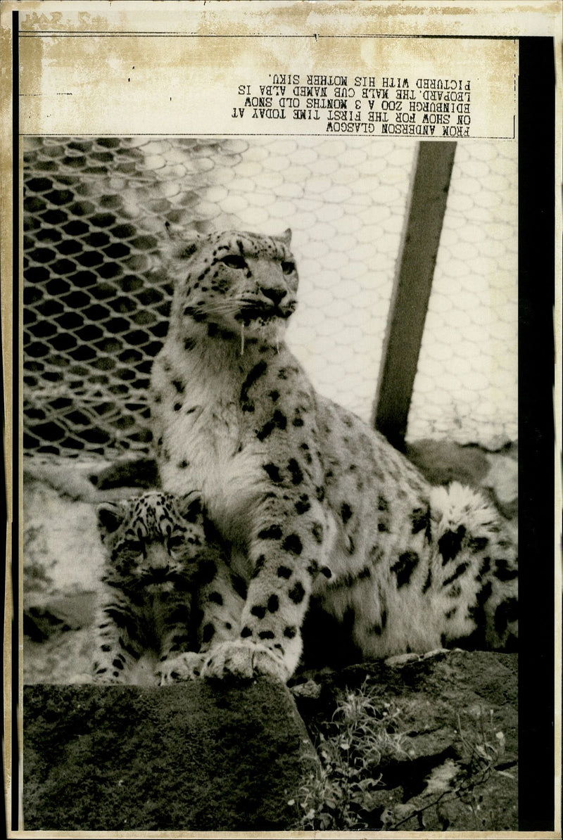 Leopard Animal. - Vintage Photograph