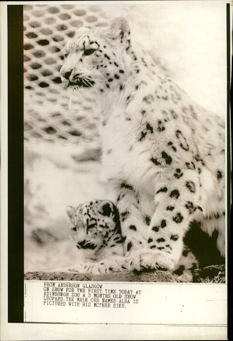 Leopard Animal. - Vintage Photograph