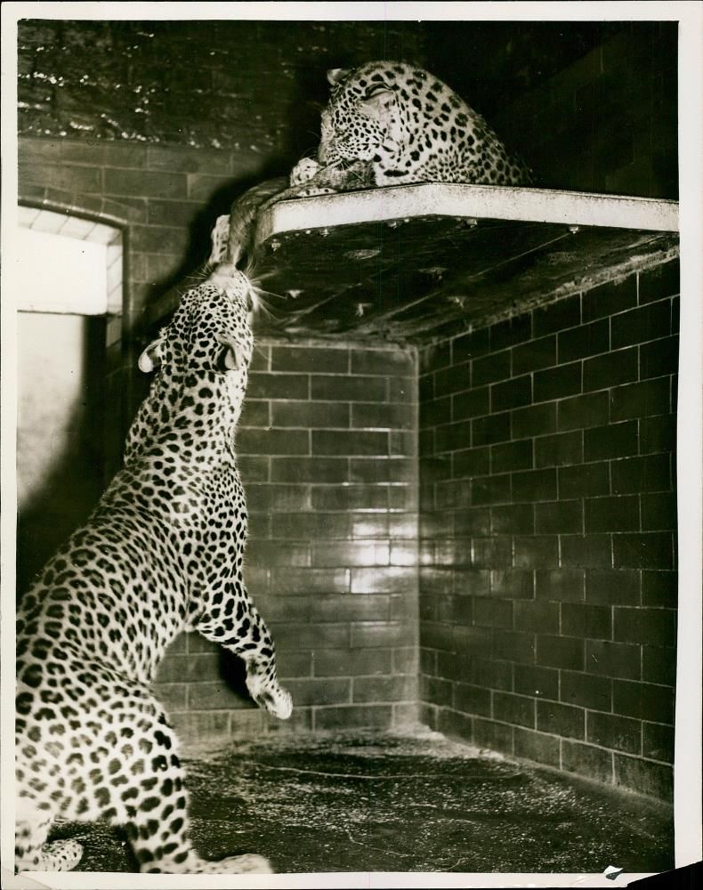 Leopard Animal. - Vintage Photograph