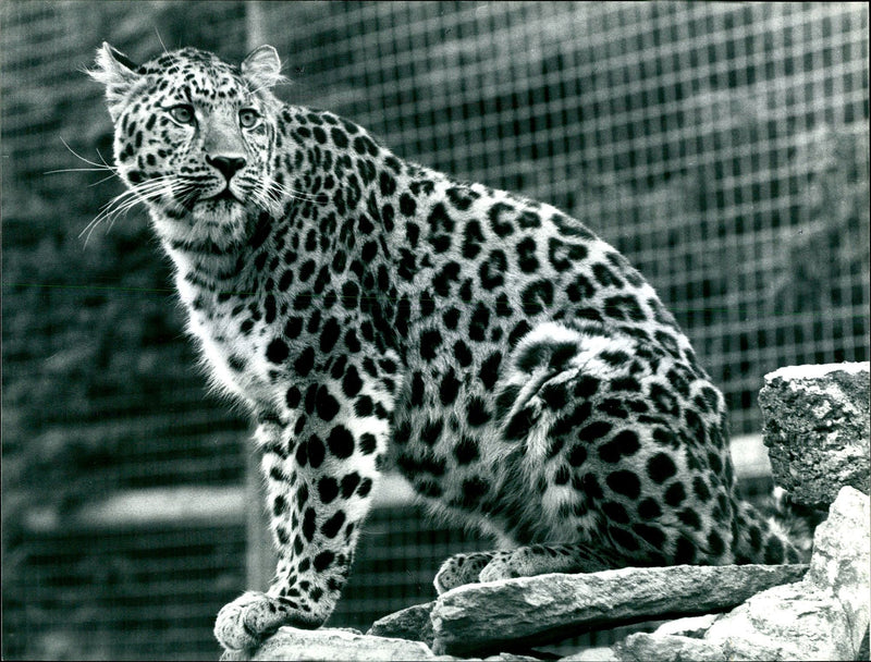 Leopard Animal. - Vintage Photograph