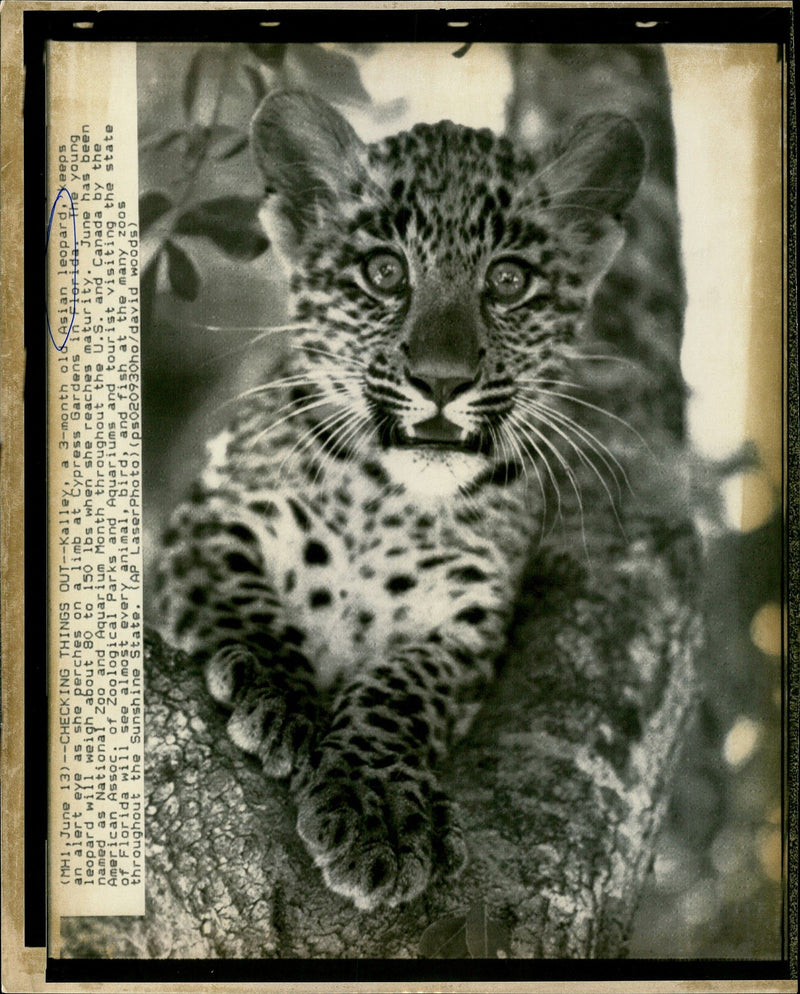 Leopard Animal. - Vintage Photograph