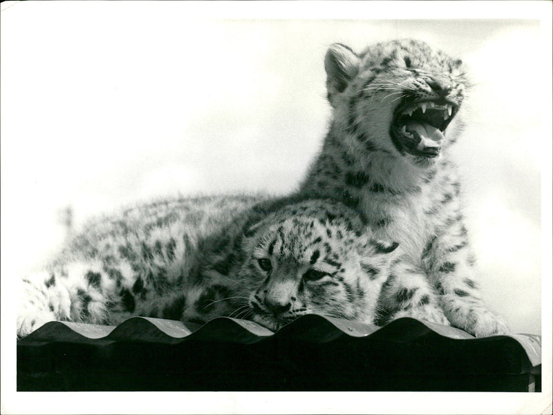 Leopard Animal. - Vintage Photograph