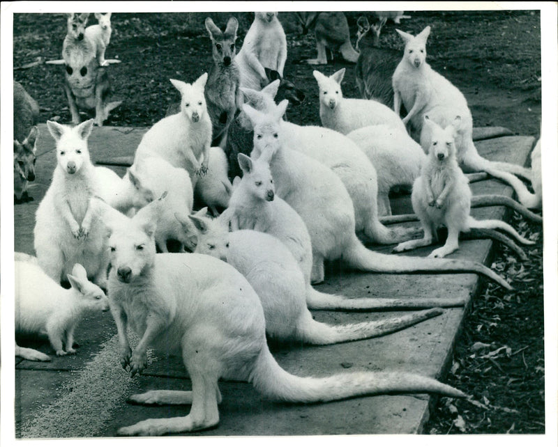 Albino Kangaroo herd - Vintage Photograph