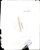 Kangaroo - Vintage Photograph