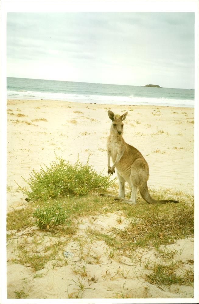 Kangaroo - Vintage Photograph