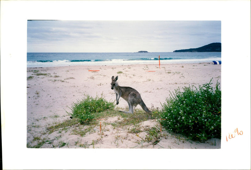 Kangaroo - Vintage Photograph