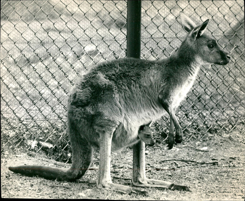 BlackFaced Kangaroo - Vintage Photograph