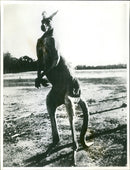 Kangaroo - Vintage Photograph
