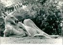 Laid-Back Kangaroo - Vintage Photograph