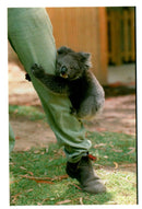 Ten month old Koala Bear - Vintage Photograph
