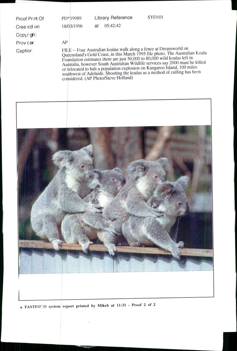 Koala Bear - Vintage Photograph