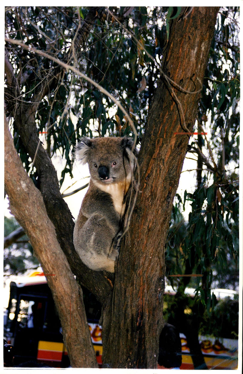 Koala Bear - Vintage Photograph