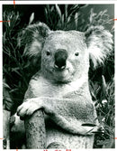 Koala Bear - Vintage Photograph