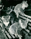 Koala Bears - Vintage Photograph