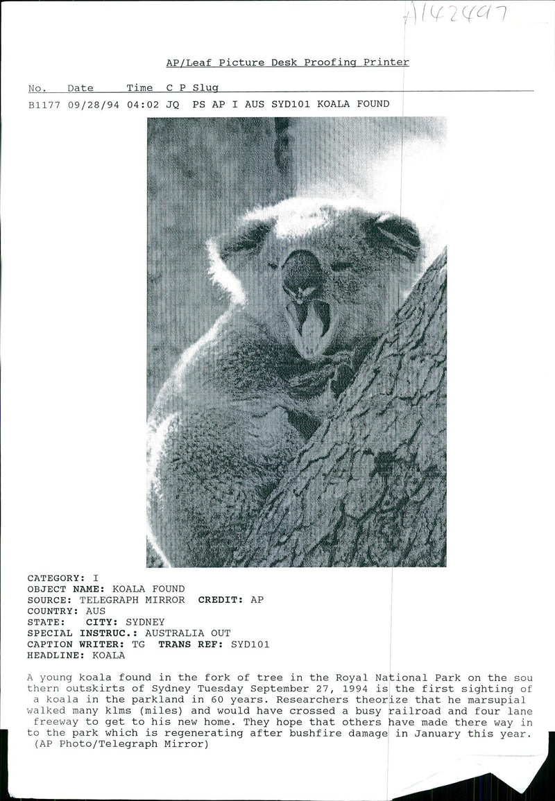 Koala Bear in the Royal National Park. - Vintage Photograph