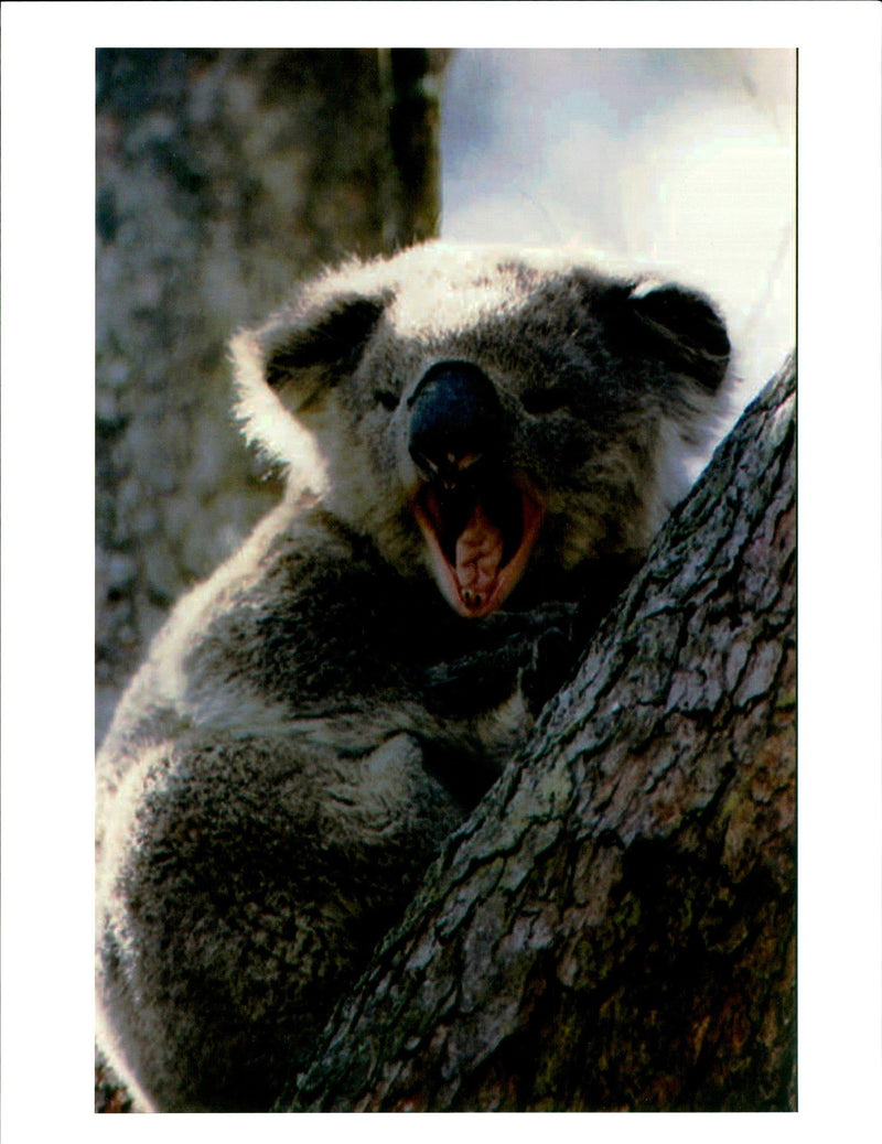 Koala Bear in the Royal National Park. - Vintage Photograph