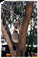 Koala Bear - Vintage Photograph