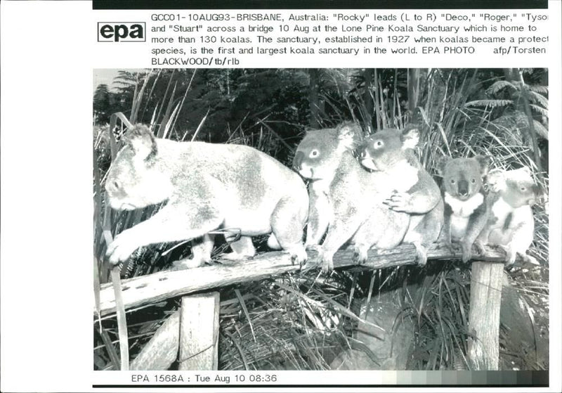 Koala Bear at the lone pine Koala Sanctuary - Vintage Photograph