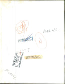 Australian native bear. - Vintage Photograph