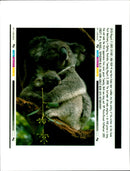 Koala Bear - Vintage Photograph