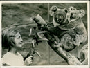 Koalas - Vintage Photograph