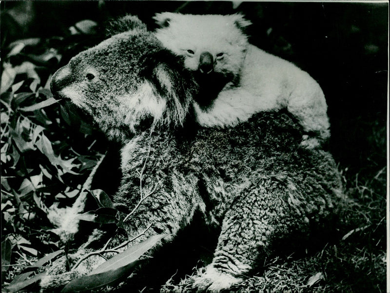 Koala Bear - Vintage Photograph