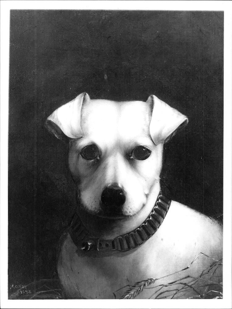 White Terrier Dog. - Vintage Photograph
