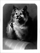 Pomeranian Dog. - Vintage Photograph