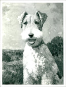 Dog. - Vintage Photograph