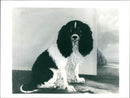 A King Charles Spaniel Dog. - Vintage Photograph