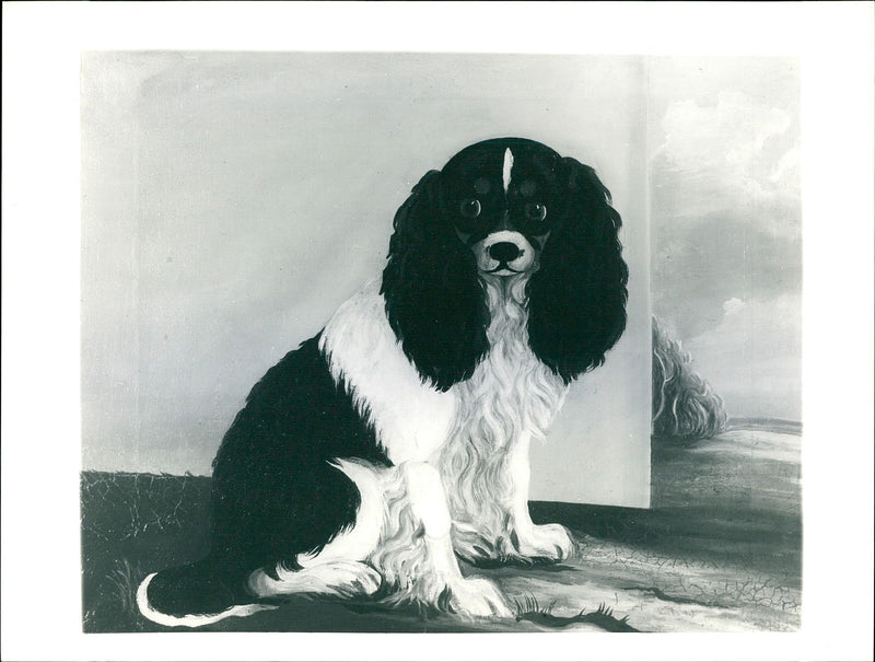 A King Charles Spaniel Dog. - Vintage Photograph