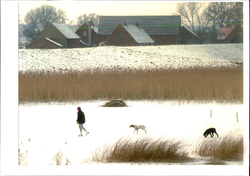 A person with two dogs. - Vintage Photograph