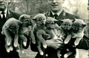 Six Australian dingo pups at the London Zoo - Vintage Photograph