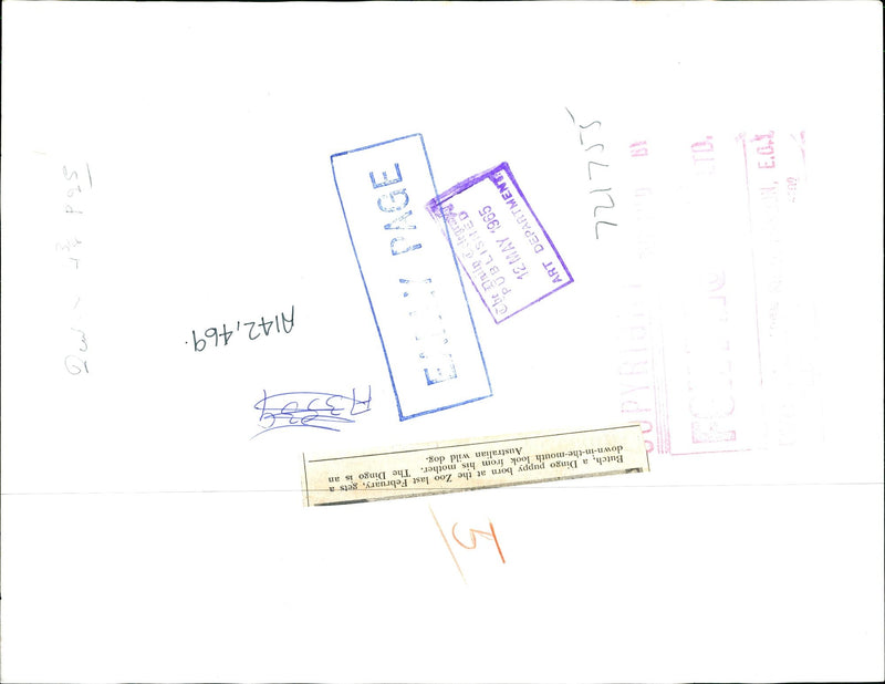 A Dingo mother with one of her pups 'Butch' at Zoo - Vintage Photograph